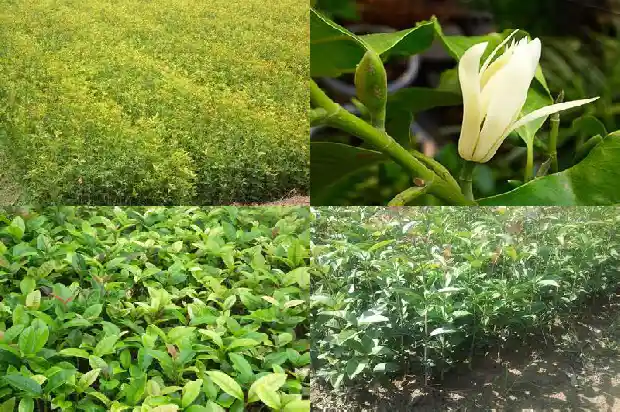 两个字形容桂花1687133746415