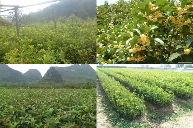 赞美桂花的短句子1687133763982