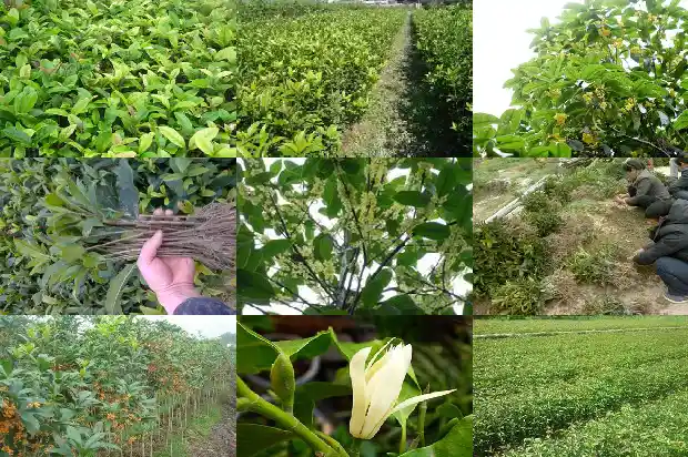 桂花的样子比喻1687133834742