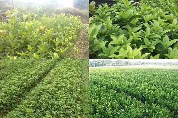 桂花形容桂花的样子1687133857483