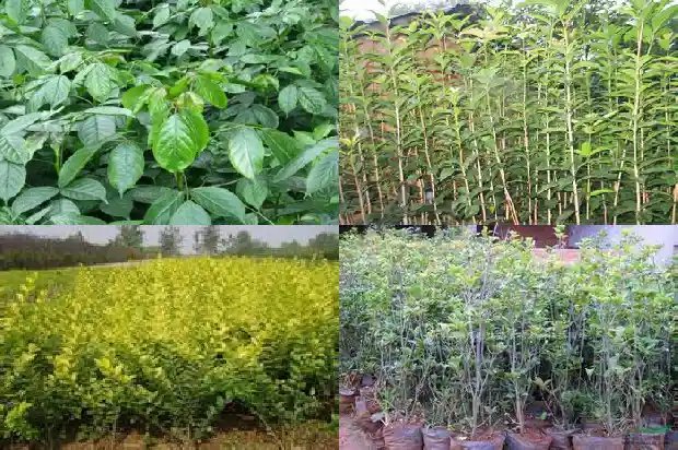 金状元桂花一年开几次花1690158363284