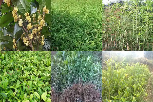 形容桂花的短句1687133877077
