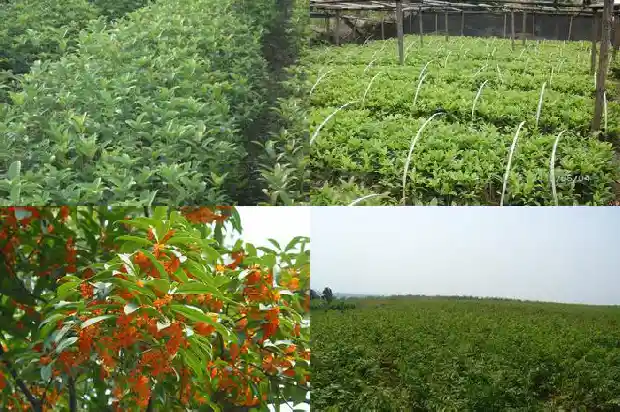 形容吃桂花的句子有哪些1687133920395