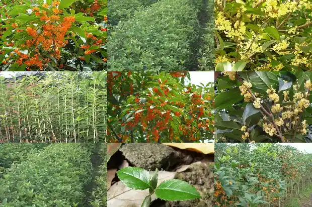 形容桂花的语句1687133939833