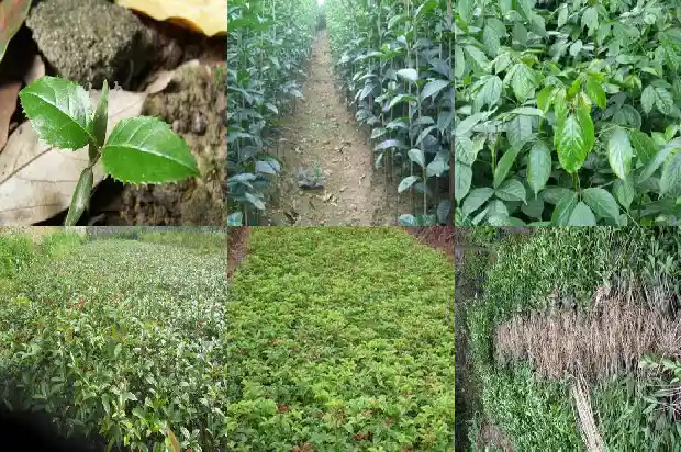 桂花树苗如何繁殖后代1687133959907