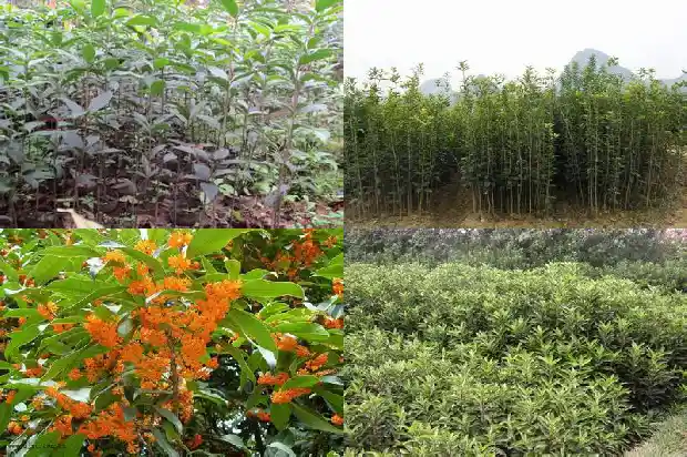 桂花树育苗及移植技术要点是什么1687133979522