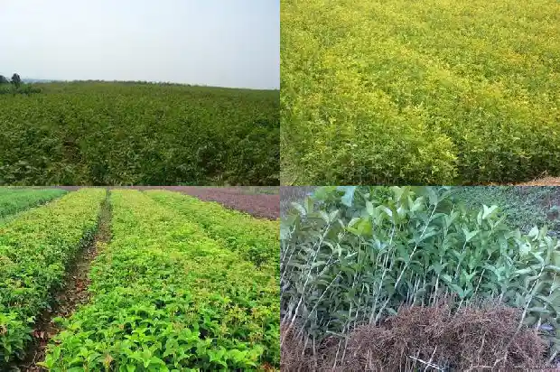 咸宁桂花树基地1689985501417