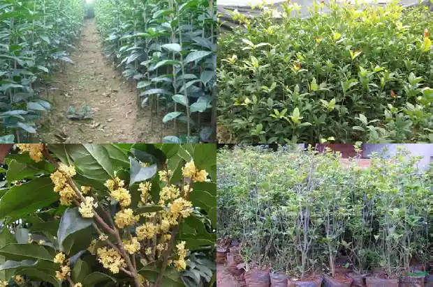 桂花树育苗及移植技术研究报告1687133999383