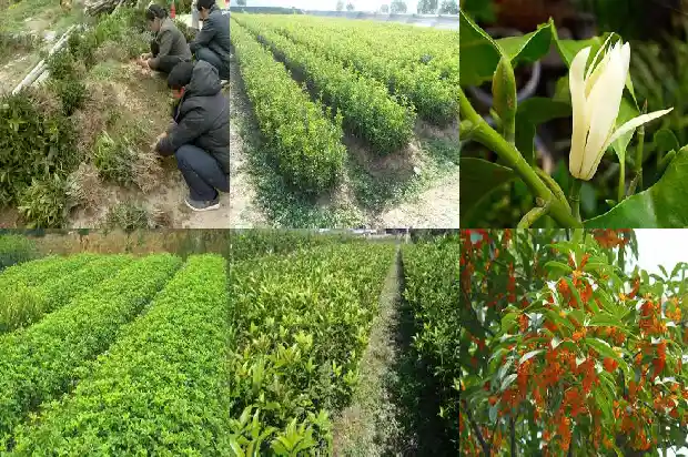 桂花树育苗及移植技术研究报告1687133999478