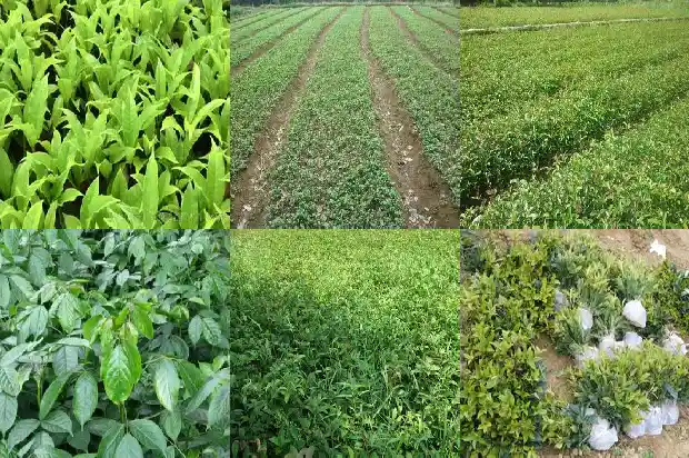 桂花树育苗及移植技术研究报告1687133999524