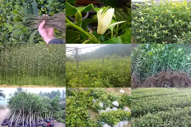 桂花树播种技术要点有哪些1687134023382