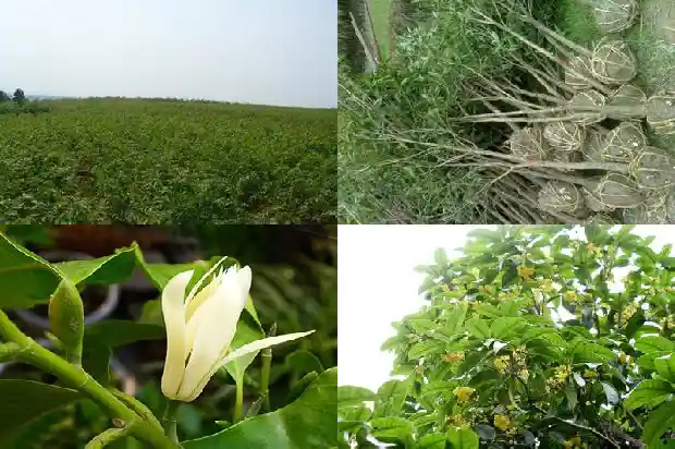 桂花树播种技术要点有哪些1687134023430