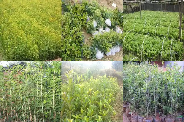 桂花树播种技术要点有哪些1687134023478