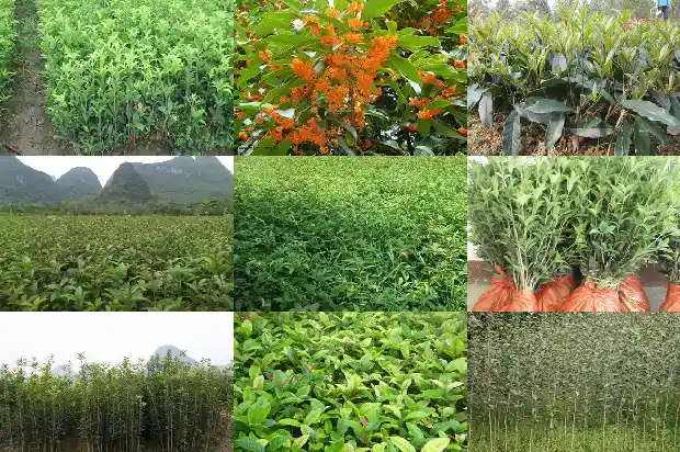 桂花树播种技术要点有哪些1687134023526
