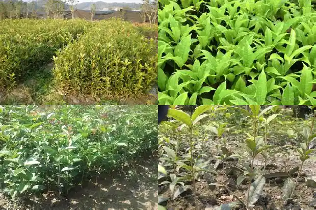 桂花种子的种植方法和注意事项1687134043971