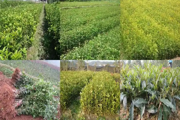 桂花种子的种植方法和注意事项1687134044019