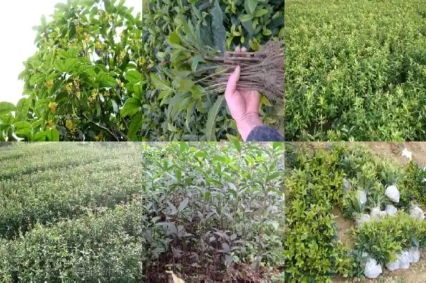 桂花种子的种植方法和注意事项1687134044067