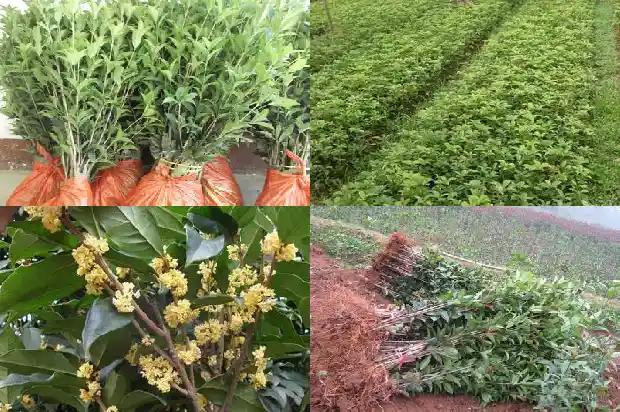 60年的桂花树值多少钱一棵1689838115020
