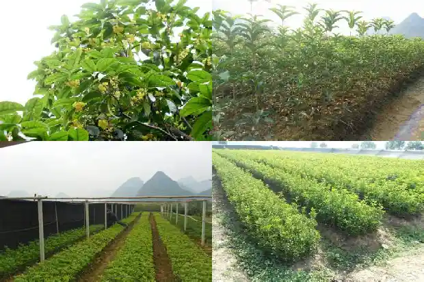 桂花花籽什么时候种1687134082979