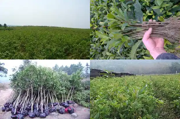 桂花树苗培育技术要点1687134100317