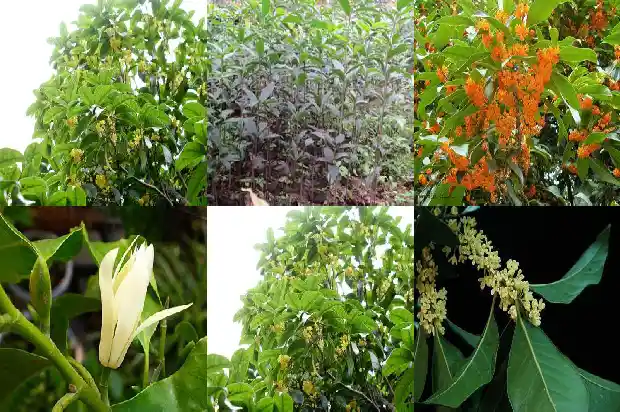 桂花树苗培育技术要点1687134100363