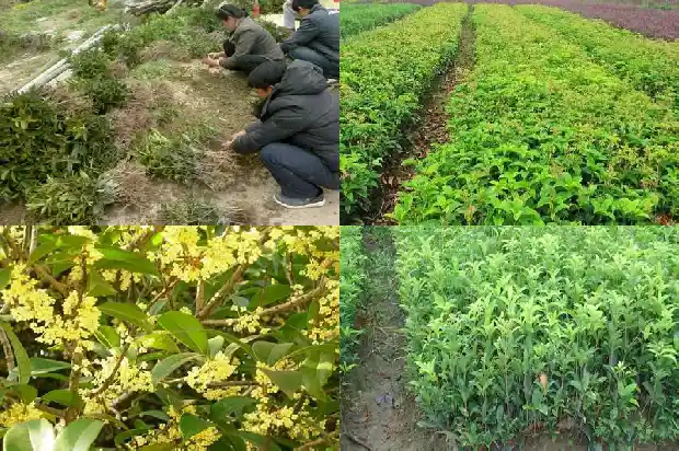 桂花树苗培育成本高吗1687134124570