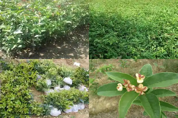 桂花树苗培育成本高吗1687134124617