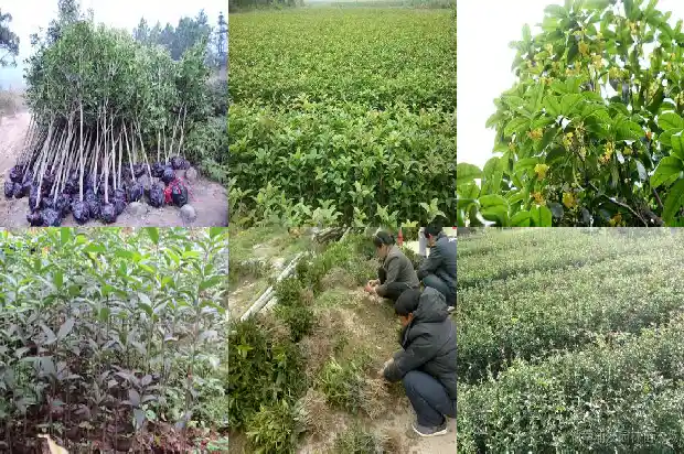 桂花树苗培育成本高吗1687134124665