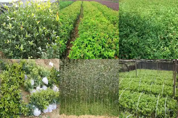 关于桂花的手抄报 简单1688948721972