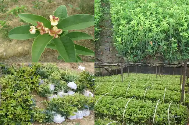 桂花树苗培育方法有哪些1687134144197