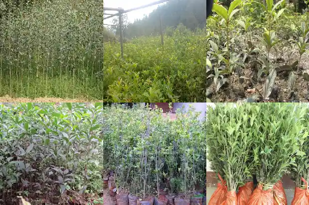桂花树苗培育方法有哪些1687134144245