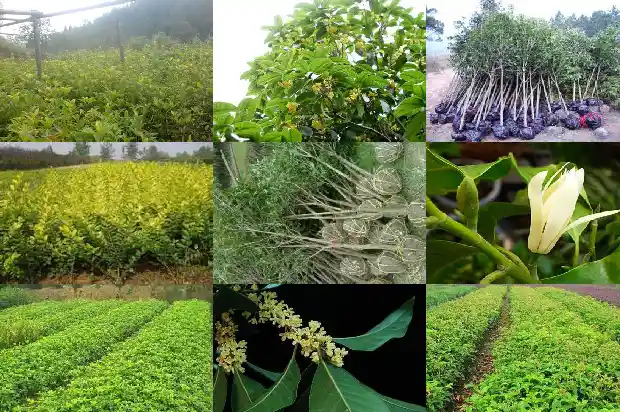 桂花树繁育技术有哪些种类1687134165414