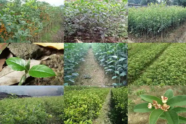 桂花树种子繁殖方法有哪些1687134184509