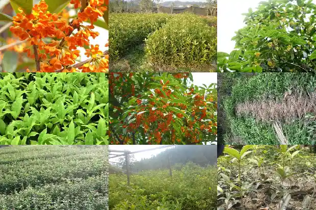 桂花树种子繁殖方式有哪些1687134201887