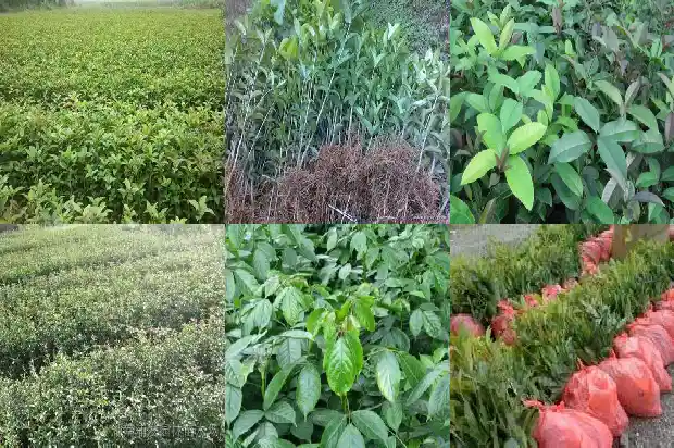 桂花树种子繁殖方式有哪些1687134201935