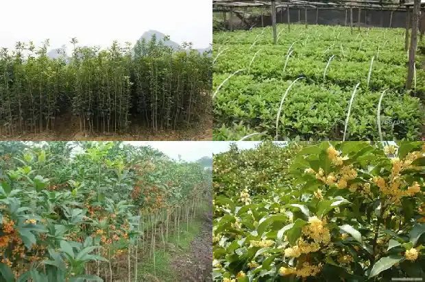 桂花树种子繁殖方式有哪些1687134201983