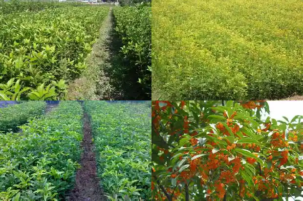 桂花树的种子可以种吗1687134250469