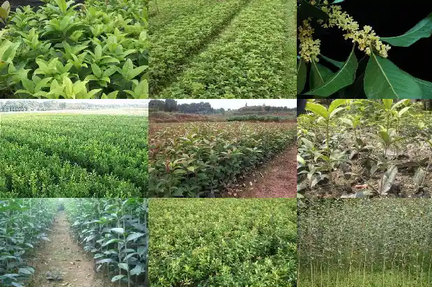 20公分桂花树要长几年才能开花呀1690849690485