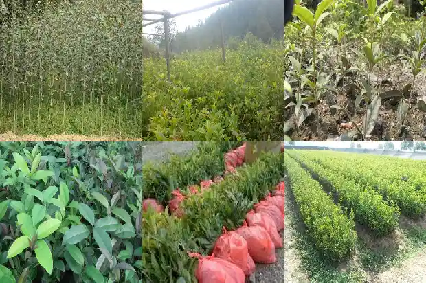 桂花种子怎样种植1687134288716