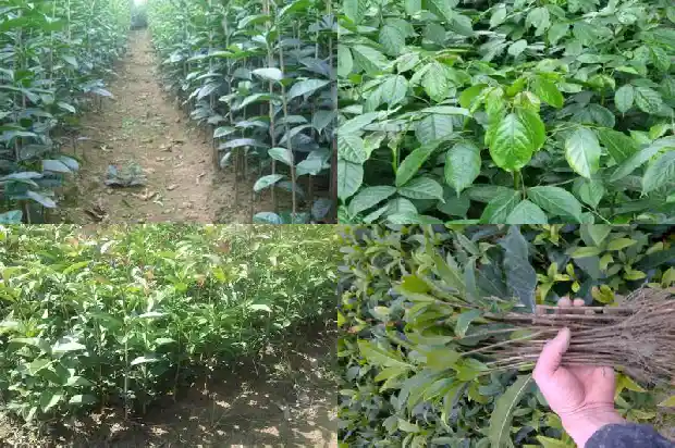 桂花种子怎样种植1687134288764