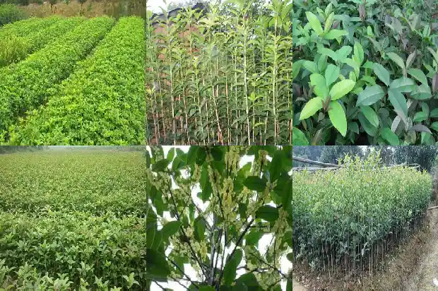 桂花种子怎样种植1687134288857
