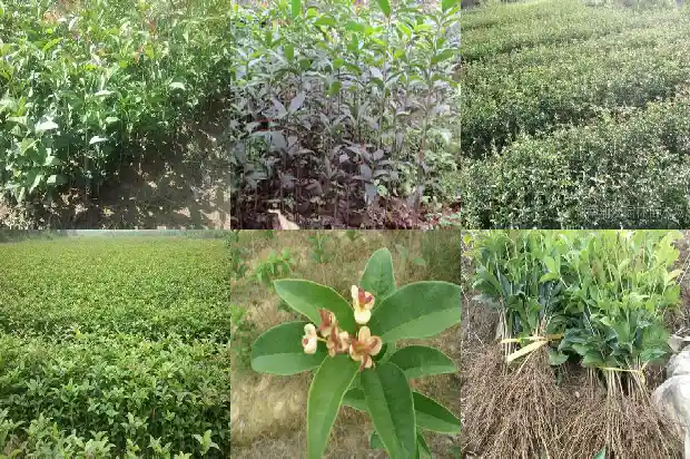 桂花种子什么时候种植1687134306008
