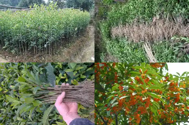 桂花种子什么时候种植1687134306055