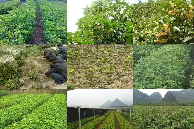 桂花种子种植方法和注意事项有哪些1687134320989