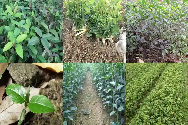 桂花种子种植方法和注意事项有哪些1687134321037