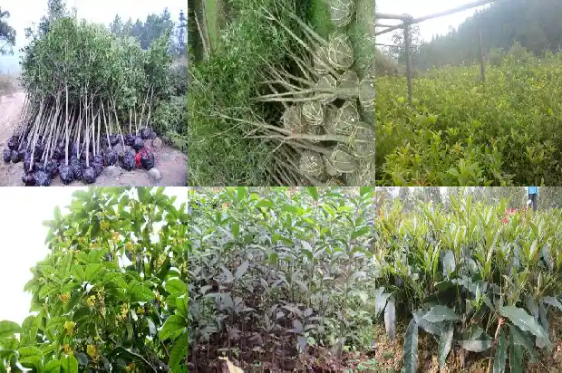 桂花种子种植需要光照吗多少度1687134342681