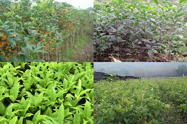 桂花种子种植需要光照吗多少度1687134342728