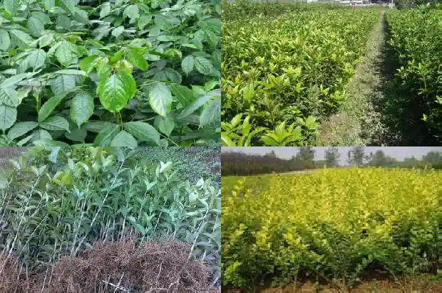 桂花种子种植需要光照吗多少度1687134342776