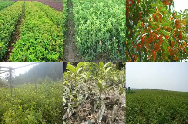 桂花种子种植需要光照吗多少度1687134342824