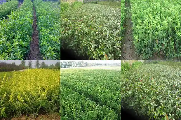 桂花种子种植前需要怎样浸泡才能发芽1687134362394